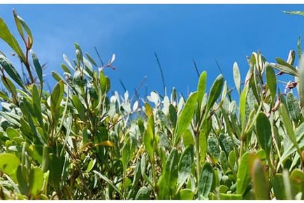 Estudo desenvolvido na ESAC aponta a beldroega do mar como ingrediente alimentar emergente
