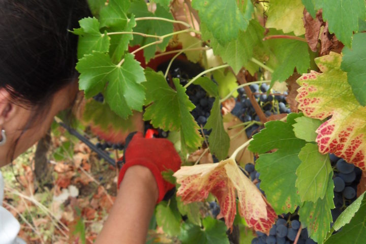 Seminário “Agricultura Biológica Passo a Passo”