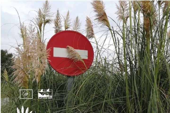 Projeto LIFE STOP Cortaderia chega ao fim