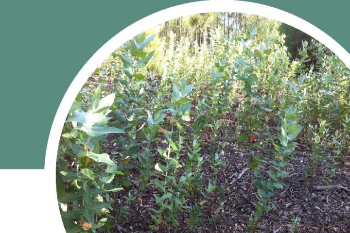 Editado booklet no âmbito do projeto “Wildgum II”