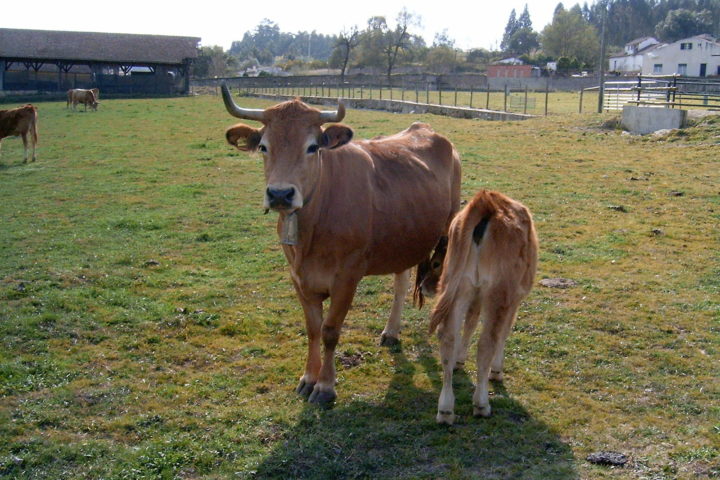Palestras na área da sanidade animal e saúde pública