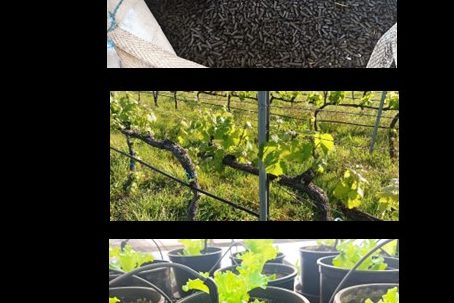 Seminário final do projeto “Koolbiochar”