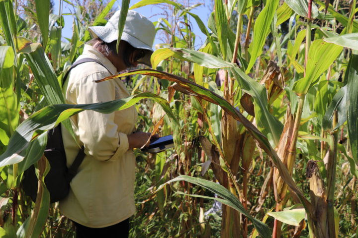 ESAC promoveu “Encontro com as variedades tradicionais de milho”