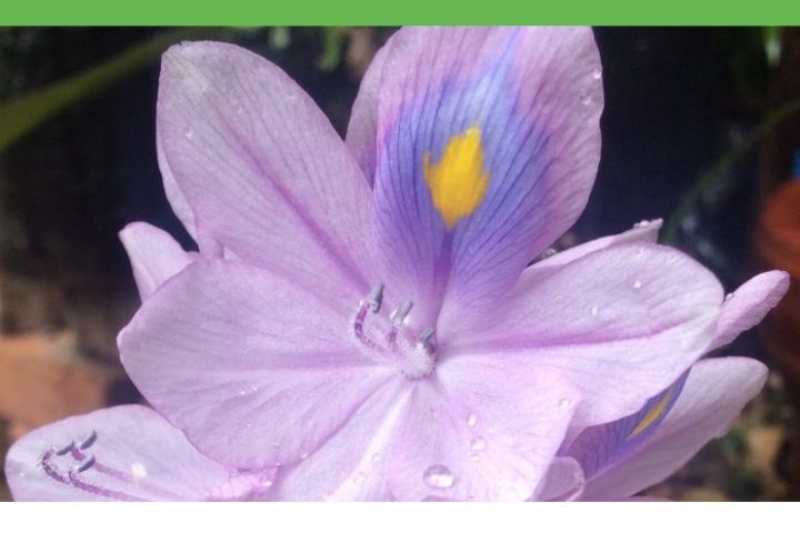 Ação de sensibilização/formação “Controlo da planta invasora jacinto-de-água e valorização segura da biomassa”