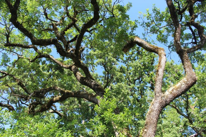 Mata da Agrária: Hotspot de Biodiversidade
