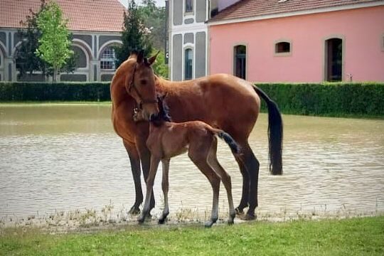 Já é possível apadrinhar um cavalo da ESAC