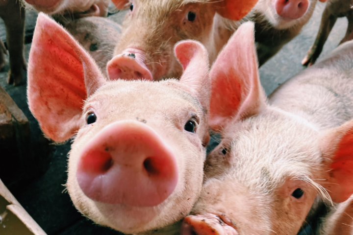 Palestra “Implicação da Portaria n.º 79/2022, de 3 de fevereiro na Gestão de Efluentes Pecuários”