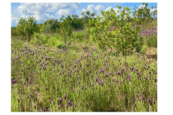 Ação de demonstração “Medidas de Gestão Sustentável do Solo em Áreas de Regeneração Natural de Medronheiro e em Pomares”