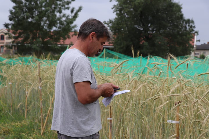 “Encontro com as variedades tradicionais de Trigo e Centeio” nos campos da ESAC