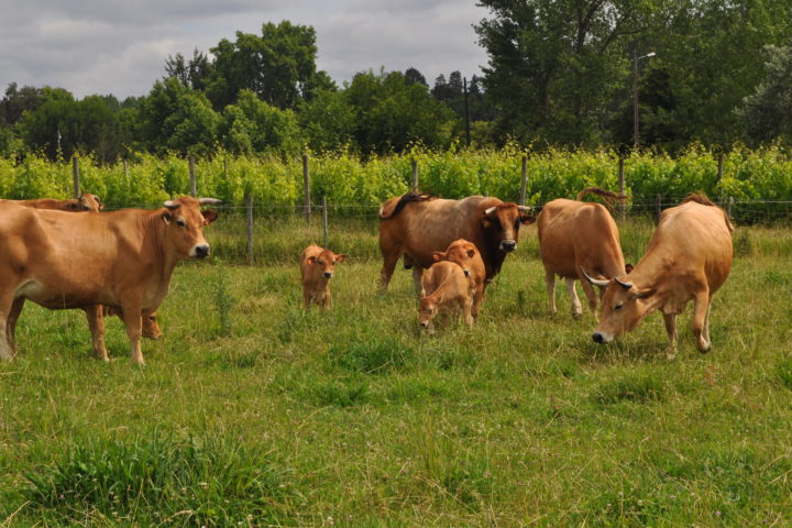 ESAC oferece novas Licenciaturas em Agronomia e Zootecnia