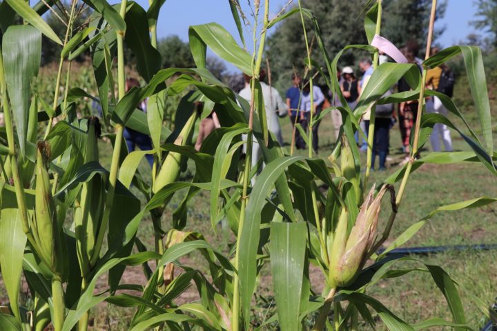 Publicado artigo sobre avaliação genética e fenotípica do milho