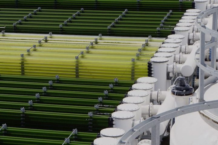 Palestra “Microalgas e a Engenharia Alimentar: aplicações e potencialidades”