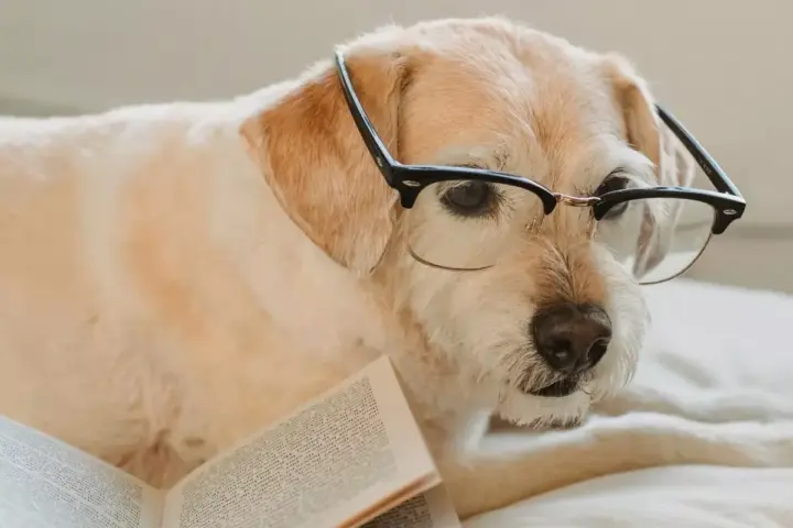 Seminário “Maneio nutricional em gatos e cães em idade geriátrica”